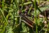 Stenobothrus nigromaculatus nigromaculatus
